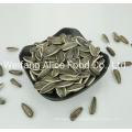 Wholesale Bulk Packing Low Price China Sunflower Seeds